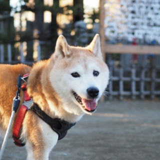 湘南凸凹柴WAN日記