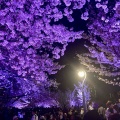 扇町の桜まつり🌸