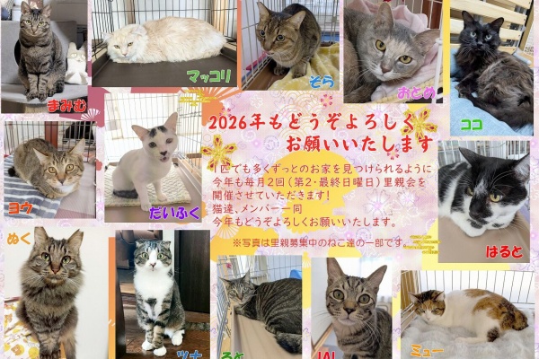 （4月VIP 10%off中) あ～にゃん214315です❣0414 四日市にゃんこレスキュー 愛の手 里親募集・里親会情報 - 2026年01月