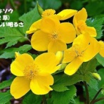 田舎記者の手帳