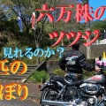６万株のツツジのはずが・・・