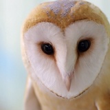 メンフクロウ可愛い（画像あり）