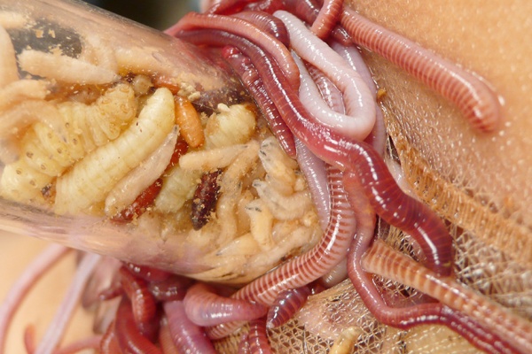 幻奇 販売サイト Xcream 15年03月