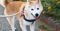 キバナコスモスを見ながらの散歩でした♪