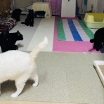 annex ニャンコのずっとのお家探し。