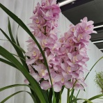 花よりダンス！