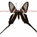 アオスソビキアゲハ♂ (東‧南ラオス) Lamproptera meges anamiticus