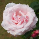 春芳　（しゅんぽう）