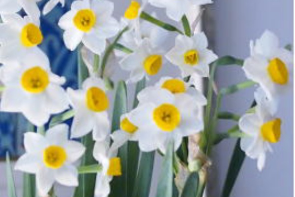 和水仙の香り 島津冴子 Officialblog Bluemoon