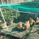 こっこ🐔🐔🐔　4歳と11ヶ月目【厳寒期をのりきる】