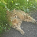 ねことアパートと1人暮らし～とらやんとおらと～