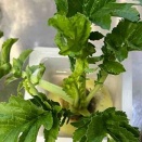 コナガの姫（2025/12/22）