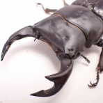 クワガタ備忘録