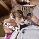 2年ぶりとなる愛猫のシャンプー