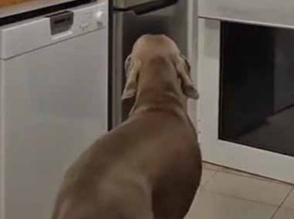 うちのイヌに薬を飲ませようとしたらバレてしまう → こうしてみた…