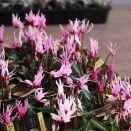 変りシクラメン、ピーコック&ビオラのププ