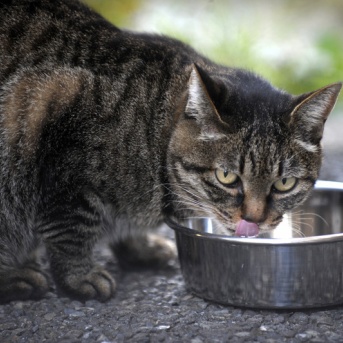 やさしいねこ　１０