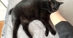 猫の足枕に成功した朝