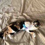 銃🐈‍⬛猫たちと家族の記録