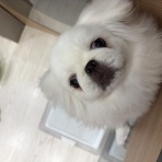 神奈川県小田原市 ペットショップワンラブ フレスポ小田原シティーモール店のスタッフブログ