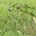 2026年9月4日の野鳥公園
