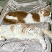 食欲不振のこゆきに寄り添うメルシー