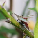 アカハネオンブバッタ/ Atractomorpha sinensis