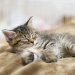 にゃんこ速報～修羅場・キチママ・生活まとめ～