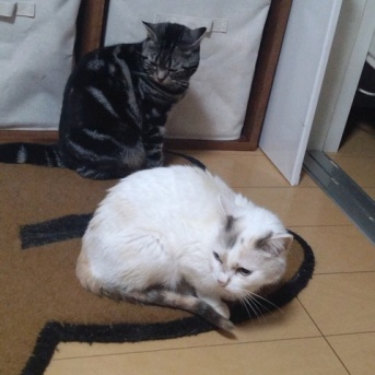 実物のﾈｺﾁｬﾝたちセカンド93