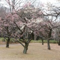 砧公園の梅