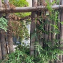 裏の家の植栽は荒れ放題