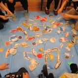『魚釣りゲーム!』の画像