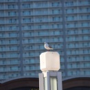 仕事始めはまだまだ先？