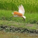 『GIAHS(世界農業遺産)オリジナルマークの公募について　（一部訂正しました）』の画像