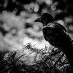 ワイパー４０件破壊、「逮捕できない」警察嘆く