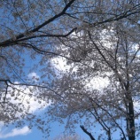 『「つぐみ・かわせみ」お花見②』の画像