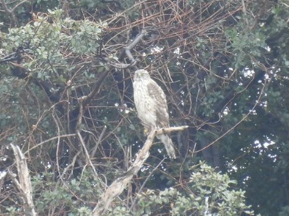 2026年3月20日の野鳥公園