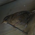 【県民の森】濃霧で大苦戦…それでも最後にミソサザイに出会えた！