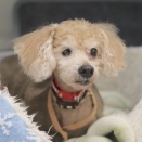 保護犬＆猫の譲渡会のお知らせ