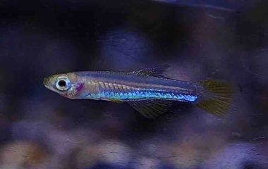 『10月2日(水)熱帯魚入荷情報⭐️』の画像