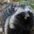 この期に及んで、カチカチ山の石破狸のドロ舟に誰が乗るのか？　本日白日のもとに晒される。