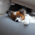 【寝てくれ】老犬の夜間徘徊