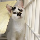 里親さんを待ってる猫たち(12/31)