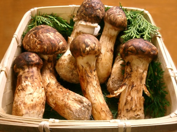 食べた事がないんだけどマツタケは正直味より香りの1発屋では？