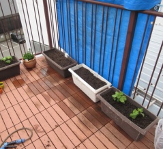 家庭菜園　5/6（蒔種）