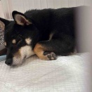 黒柴を迎えてから～2か月まで