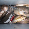 今日の釣果写真