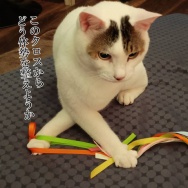うだるような暑さからのオアシス。と、緑のキューブ水中花つくりました。