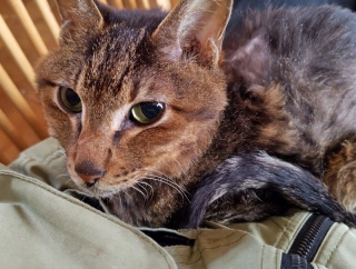 一年　白血病ケータ