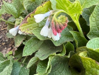 ＊ドワーフコンフリーが咲きました！